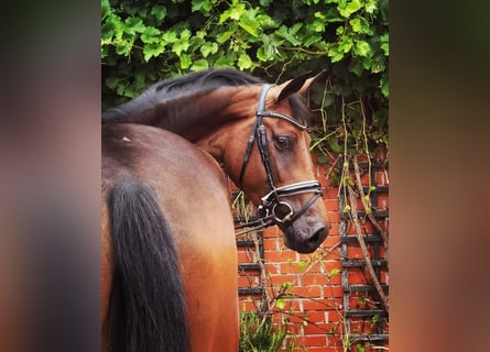 Hanoverian, Mare, 5 years, 17 hh, Brown