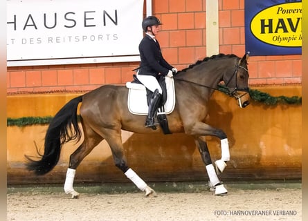Hanoverian, Mare, 5 years, 17 hh, Brown