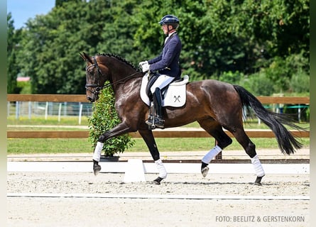 Hanoverian, Mare, 5 years, 17 hh, Brown