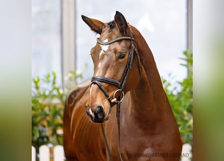 Hanoverian, Mare, 5 years, 17 hh, Brown