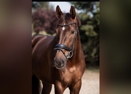 Hanoverian, Mare, 5 years, 17 hh, Chestnut