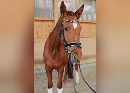 Hanoverian, Mare, 5 years, 17 hh, Chestnut-Red