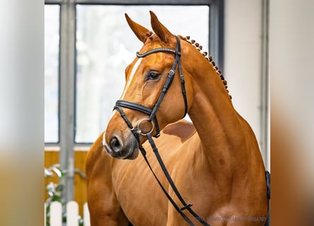Hanoverian, Mare, 5 years, 17 hh, Chestnut-Red