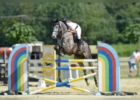 Hanoverian, Mare, 5 years, 17 hh, Gray