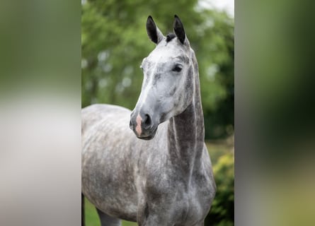 Hanoverian, Mare, 5 years, 17 hh, Grey