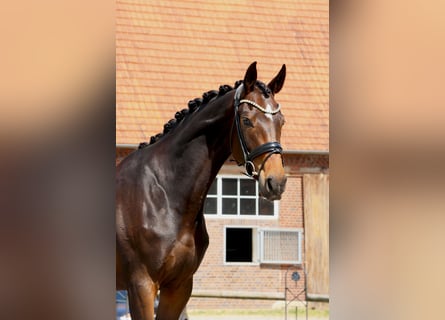 Hanoverian, Mare, 5 years, 17,1 hh, Brown
