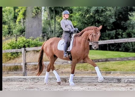 Hanoverian, Mare, 5 years, 18 hh, Chestnut-Red