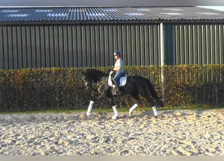 Hanoverian, Mare, 5 years, Black