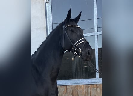 Hanoverian, Mare, 5 years, Black