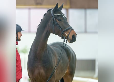 Hanoverian, Mare, 5 years, Brown