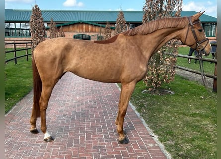 Hanoverian, Mare, 5 years, Chestnut-Red