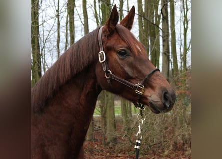 Hanoverian, Mare, 6 years, 15,2 hh, Chestnut-Red