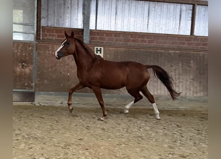 Hanoverian, Mare, 6 years, 15,2 hh, Chestnut-Red