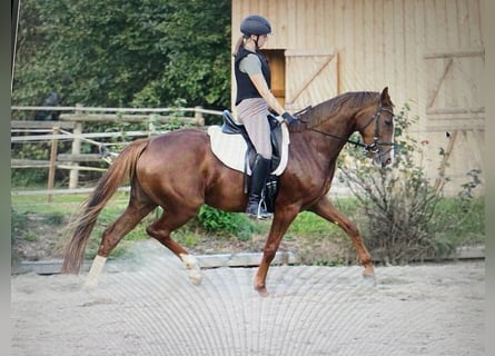 Hanoverian, Mare, 6 years, 15,2 hh, Chestnut-Red