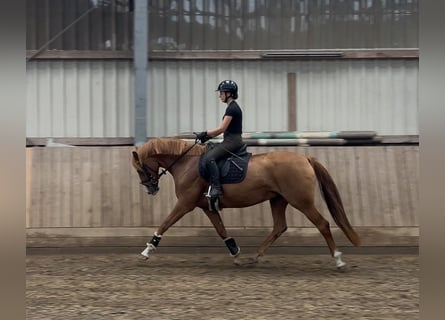 Hanoverian, Mare, 6 years, 15.2 hh, Chestnut-Red