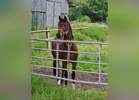 Hanoverian, Mare, 6 years, 15,1 hh, Bay-Dark