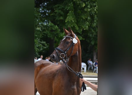 Hanoverian, Mare, 6 years, 16.1 hh, Bay-Dark