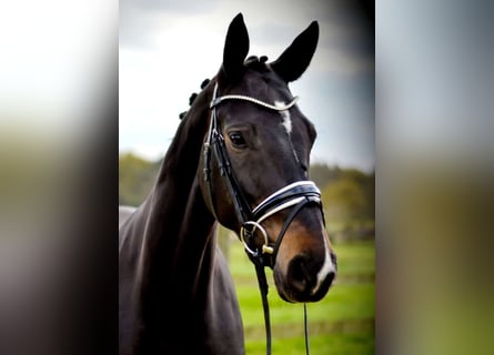 Hanoverian, Mare, 6 years, 16,1 hh, Bay-Dark