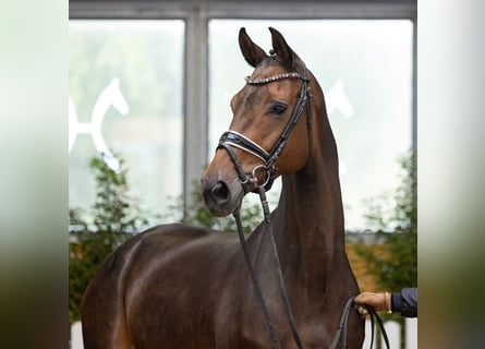 Hanoverian, Mare, 6 years, 16.1 hh, Bay-Dark