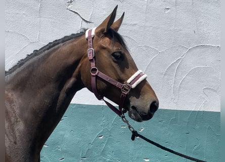 Hanoverian, Mare, 6 years, 16.1 hh, Bay-Dark