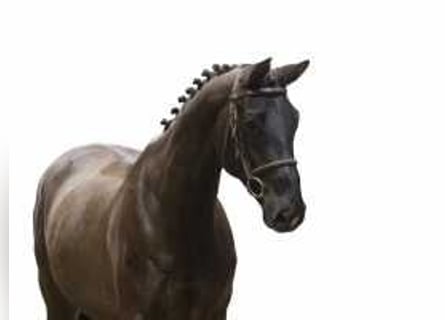 Hanoverian, Mare, 6 years, 16,1 hh, Bay-Dark