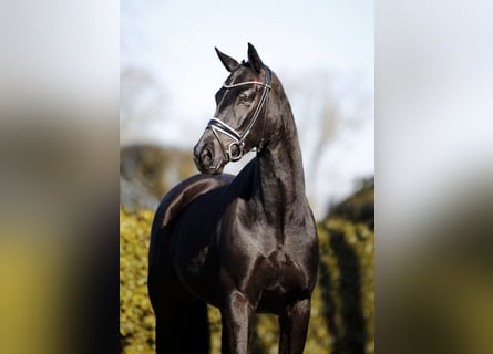 Hanoverian, Mare, 6 years, 16.1 hh, Black