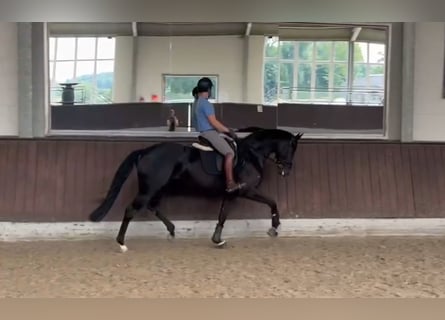 Hanoverian, Mare, 6 years, 16,1 hh, Black