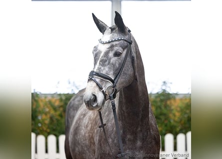 Hanoverian, Mare, 6 years, 16.1 hh, Black