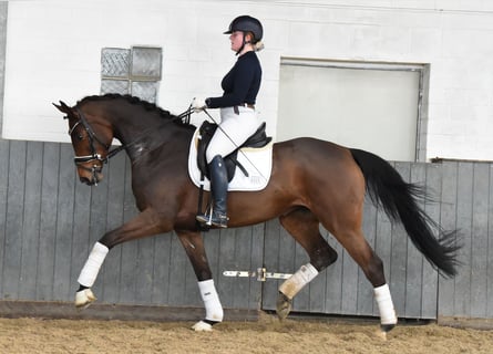 Hanoverian, Mare, 6 years, 16,1 hh, Brown