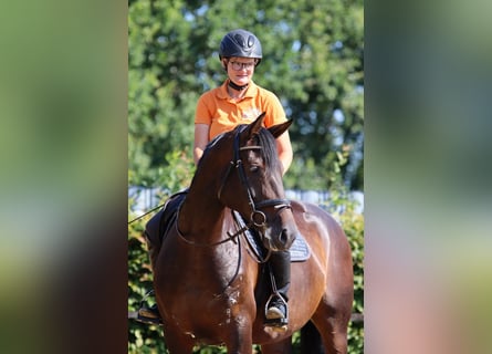 Hanoverian, Mare, 6 years, 16.1 hh, Brown