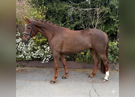 Hanoverian, Mare, 6 years, 16.1 hh, Chestnut