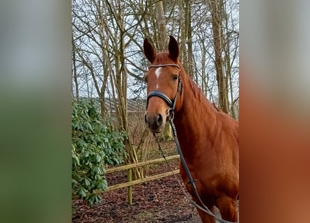 Hanoverian, Mare, 6 years, 16,1 hh, Chestnut-Red