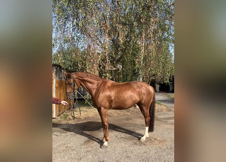 Hanoverian, Mare, 6 years, 16.1 hh, Chestnut-Red