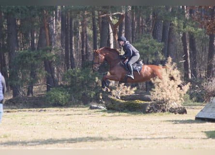 Hanoverian, Mare, 6 years, 16,1 hh, Chestnut-Red