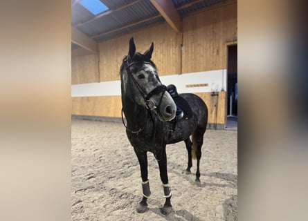 Hanoverian, Mare, 6 years, 16,1 hh, Gray