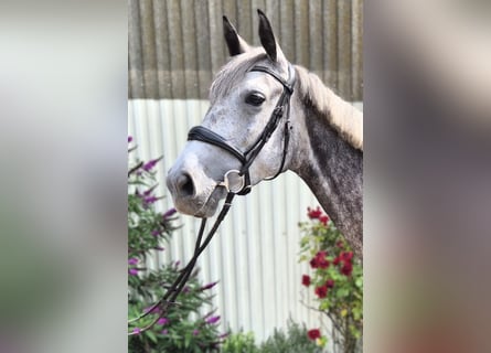 Hanoverian, Mare, 6 years, 16.1 hh, Grey