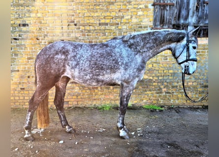 Hanoverian, Mare, 6 years, 16.1 hh, Grey