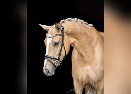 Hanoverian, Mare, 6 years, 16.1 hh, Palomino