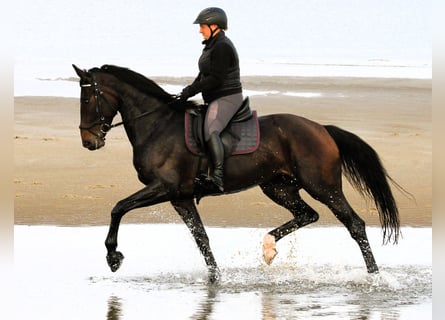 Hanoverian, Mare, 6 years, 16.2 hh, Bay-Dark