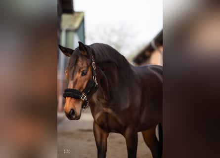 Hanoverian, Mare, 6 years, 16,2 hh, Bay-Dark