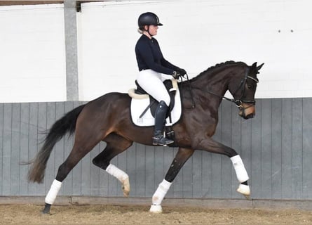Hanoverian, Mare, 6 years, 16.2 hh, Bay-Dark