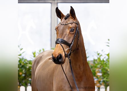 Hanoverian, Mare, 6 years, 16,2 hh, Bay-Dark