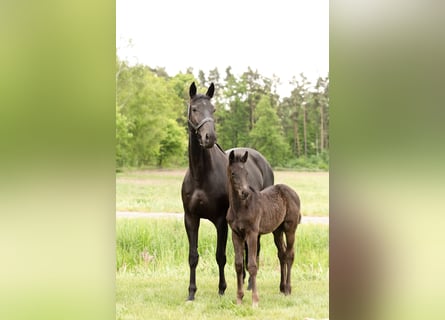 Hanoverian, Mare, 6 years, 16.2 hh, Black
