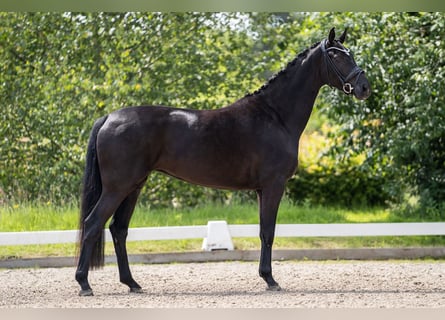 Hanoverian, Mare, 6 years, 16.2 hh, Black