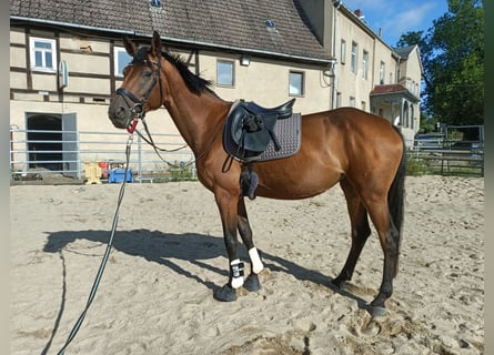 Hanoverian, Mare, 6 years, 16.2 hh, Brown
