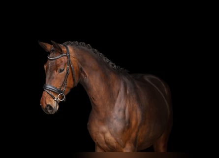 Hanoverian, Mare, 6 years, 16.2 hh, Brown