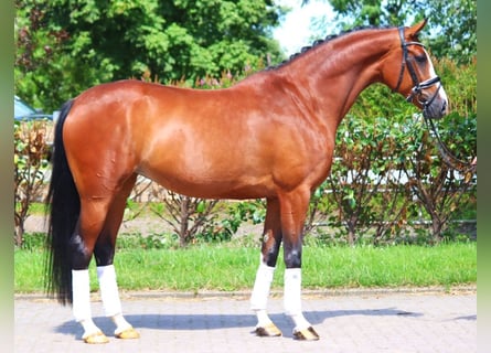 Hanoverian, Mare, 6 years, 16,2 hh, Brown