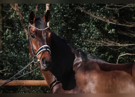 Hanoverian, Mare, 6 years, 16.2 hh, Brown