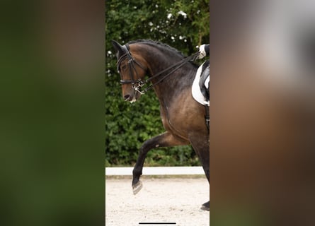 Hanoverian, Mare, 6 years, 16,2 hh, Brown