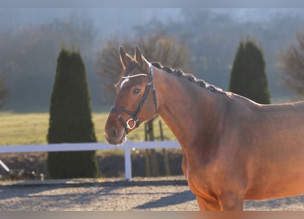 Hanoverian, Mare, 6 years, 16,2 hh, Brown